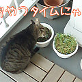 091105-【猫写真】おやつタイムにゃ！