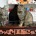 091108-【猫アニメ】カレンダー写真撮影ちぅにゃ！