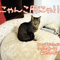 091222-【猫アニメ】にゃんこ用ぽかふかクッションにゃ！