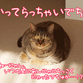 100221-1【猫アニメ】お見送りにゃ！