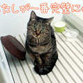 101122【猫アニメ】カレンダー用写真、撮影ちぅにゃ～♪