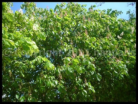 P2700326