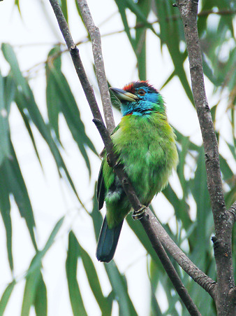 アオノドゴシキドリ(Blue-throated Barbet) P1180966_R