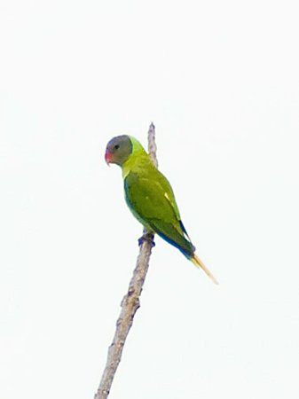 謎の野鳥 IMGP130963(C)