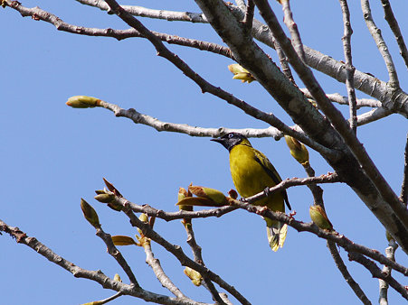 ズグロヒヨドリ(Black-headed Bulbul) P1070404_R