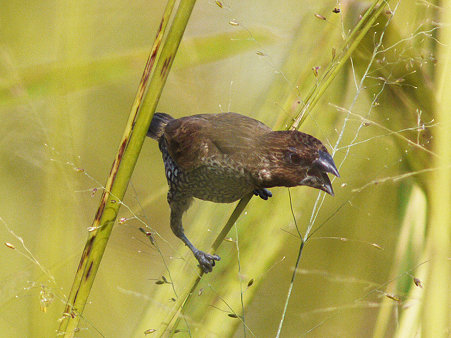 シマキンバラ(Scaly-breasted Munia) P1080615_R