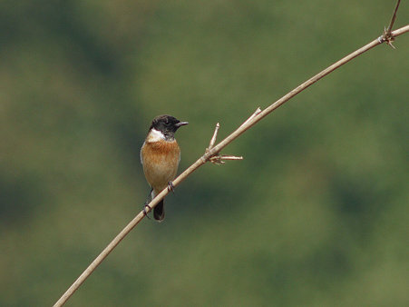 ノビタキ(Common Stonechat) P1080764_R