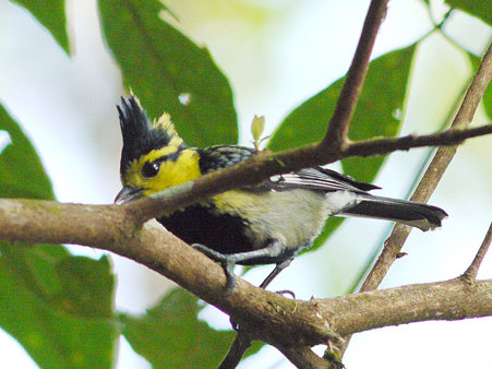 セボシカンムリガラ(Yellow-cheeked Tit) P1090508_R
