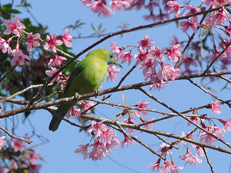 アオバネコノハドリ(Blue-winged Leafbird) P1120954_R