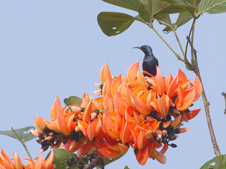 ムラサキタイヨウチョウ(Purple Sunbird) P1140794_R