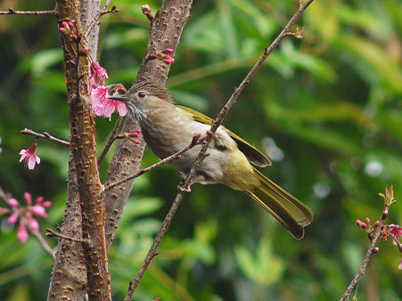 ミヤマヒヨドリ(Mountain Bulbul) P1140438_R