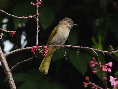 ミヤマヒヨドリ(Mountain Bulbul) P1140462_R