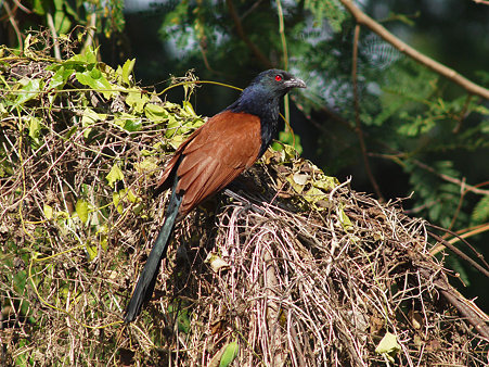 オオバンケン(Greater Coucal) P1000957_R