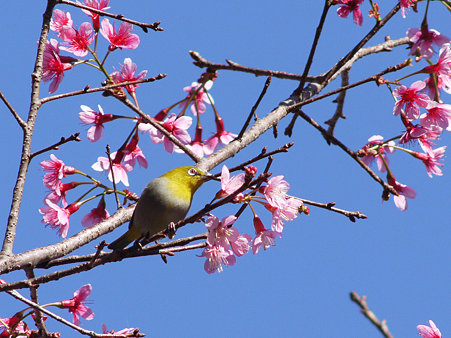 メジロ(Japanese White-eye) P1130782_R