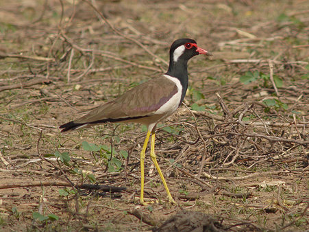 インドトサカゲリ(Red-wattled Lapwing) P1020574_R