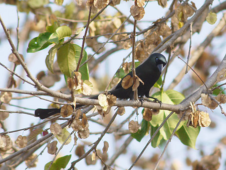 クロラケットオナガ(Racket-tailed Treepie) P1020794_R