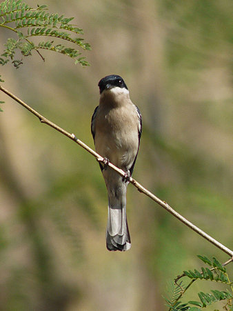 ヒタキサンショウクイ(Bar-winged Flycatcher-shrike) P1020889_R