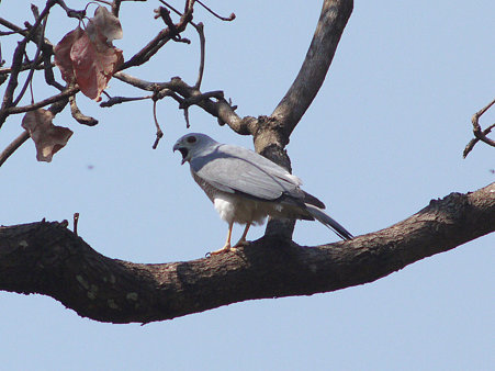 タカサゴダカ(Shikra) P1040244_R