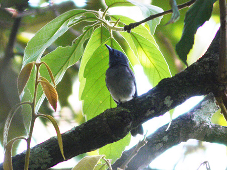 クロエリヒタキ(Black-naped Monarch) P1100721_R