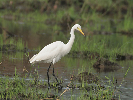 チュウサギ(Intermediate Egret) O1001030_R