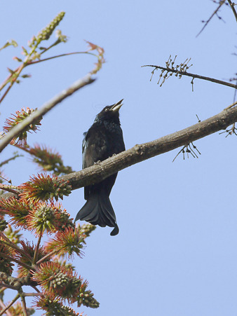 テリオウチュウ(Spangled Drongo) P1230404_R2