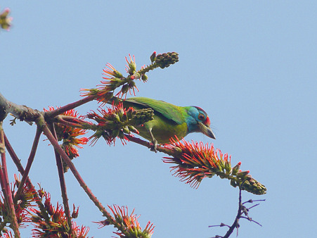 アオノドゴシキドリ(Blue-throated Barbet) P1010560_R