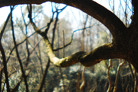 Upright branches toward the sky.