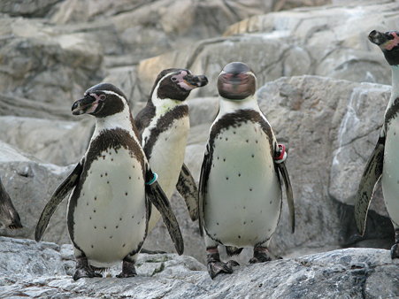 フンボルトペンギン＠よこはま動物園ズーラシア