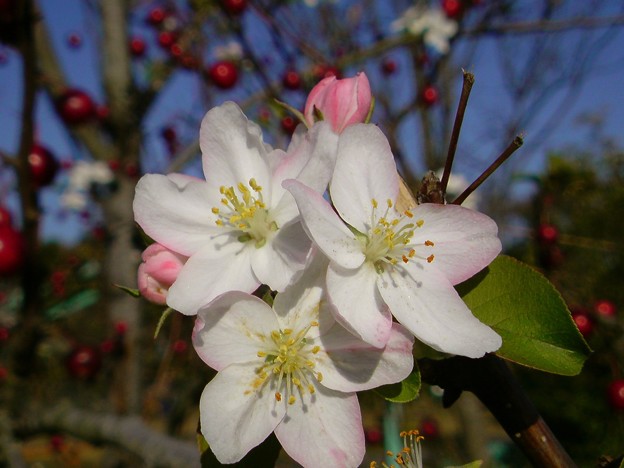 ひめ林檎の花の花言葉は 誘惑 写真共有サイト フォト蔵