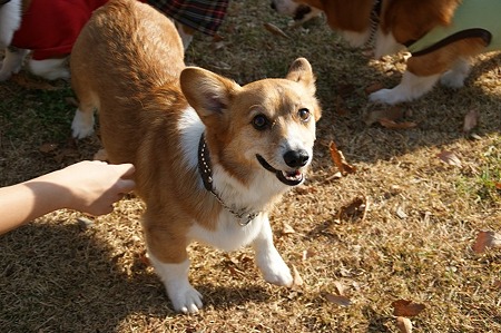DSC03003