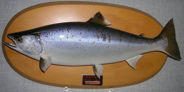 ☆値下げ☆ ブリの剥製 魚 剥製 全長８５センチ - 科学、自然