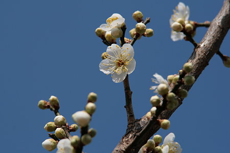 梅の花