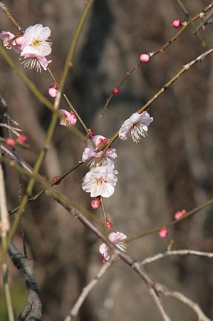 しだれ梅