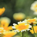 春菊の花?