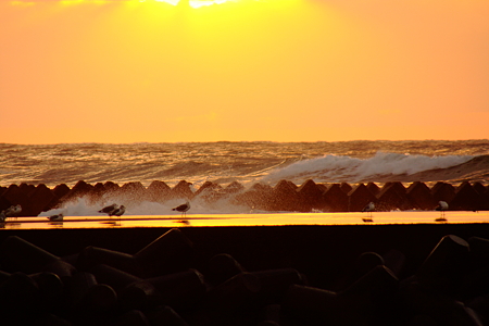 日本海の荒波とカモメ(2)　夕日に染まって