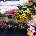 Photos: ヘルシンキの夏のお花たち