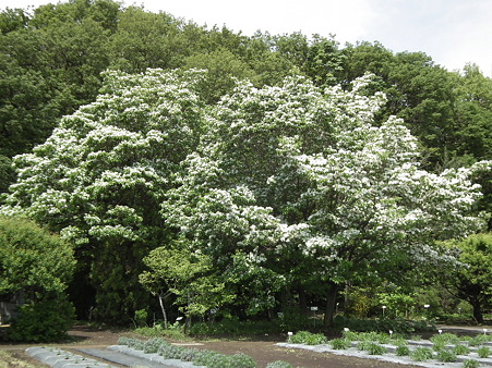 DSCF0073