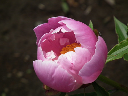 DSCF0099