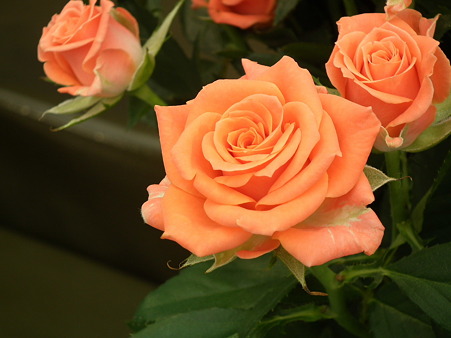 DSCF0654