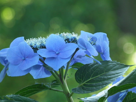 DSCF0636