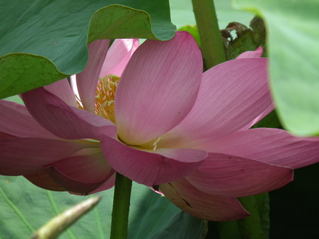 DSCF0215