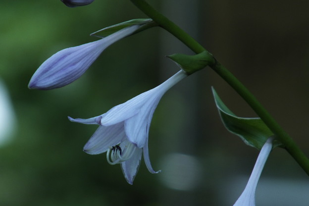 DSCF0215
