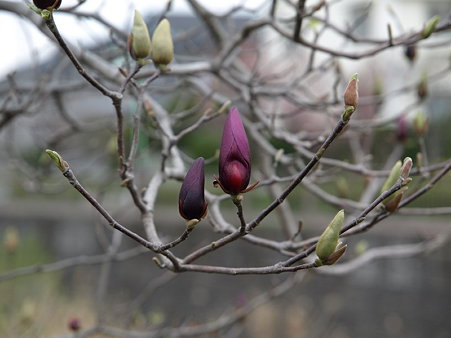 お花(恩田川沿い)