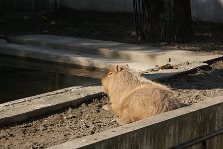カピバラ