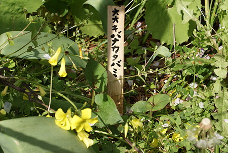 大黄花片喰(オオキバナカタバミ)