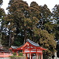Photos: 桜実神社と八ツ房杉