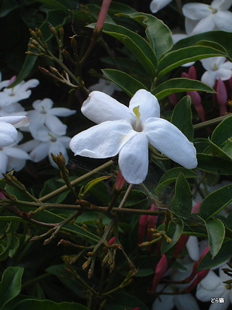 ハゴロモジャスミン （Jasminum polyanthum Franch.）