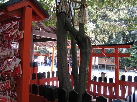 相生社と連理の賢木 神頼み 京都の 恋愛成就 神社 お寺 有名どころ編 駆け込み寺 Naver まとめ