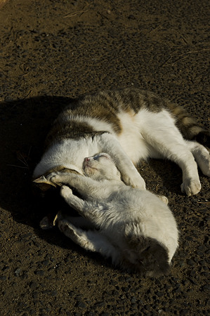 neko091229042
