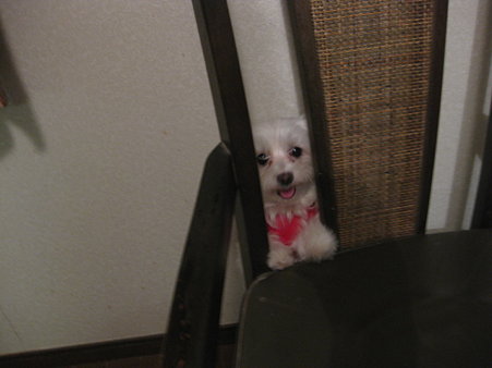 狭くてもがんばって飛んでるの~